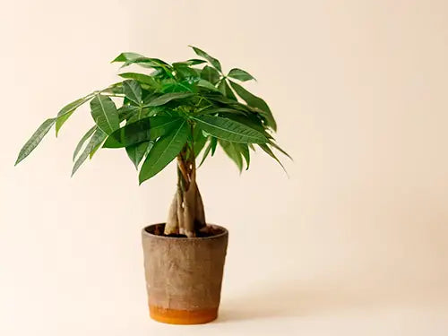 Pachira aquatica (money tree)