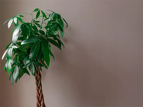 Extra-Large Plants