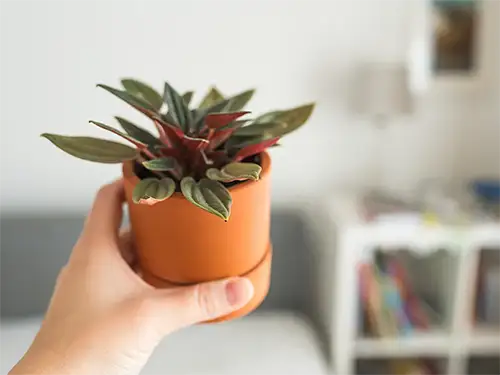 Green Gifts for Pet Lovers