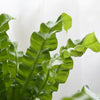 Asplenium Antiquum Crispy Wave