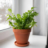 Asplenium Antiquum Crispy Wave