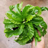 Asplenium Antiquum Hurricane