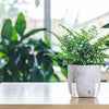Asplenium Antiquum Parvati – Groß