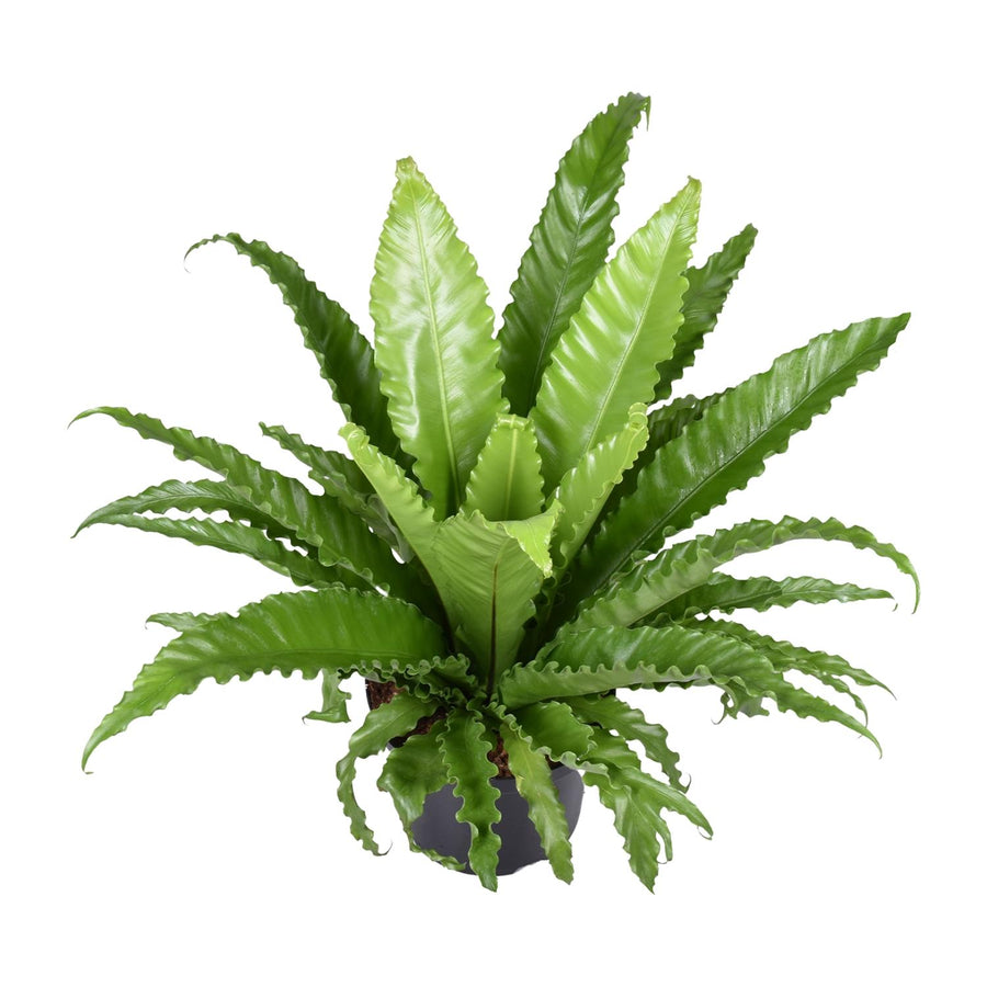 Asplenium Antiquum Osaka – Groß