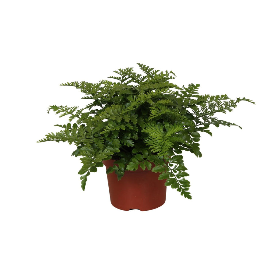 Asplenium antiquum ‘Parvati’ – Klein