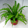 Asplenium Antiquum - Large