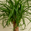 Beaucarnea Recurvata - Small