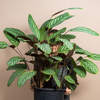 Calathea 'Compactstar'