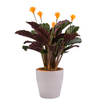 Calathea 'Crocata'