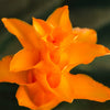 Calathea 'Crocata'
