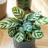 Calathea ‘Makoyana’ (M) ×2 – Sparset