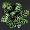 Calathea ‘Makoyana’ (M) ×2 – Sparset
