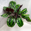 Calathea ‘Medallion’ – Extra Groß
