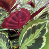Calathea ‘Medallion’ – Extra Groß
