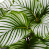 Calathea ‘Orbifolia’ – Groß