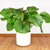 Calathea ‘Orbifolia’ – Groß