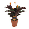 Calathea Crocata with dark leaves and orange flowers on a white background