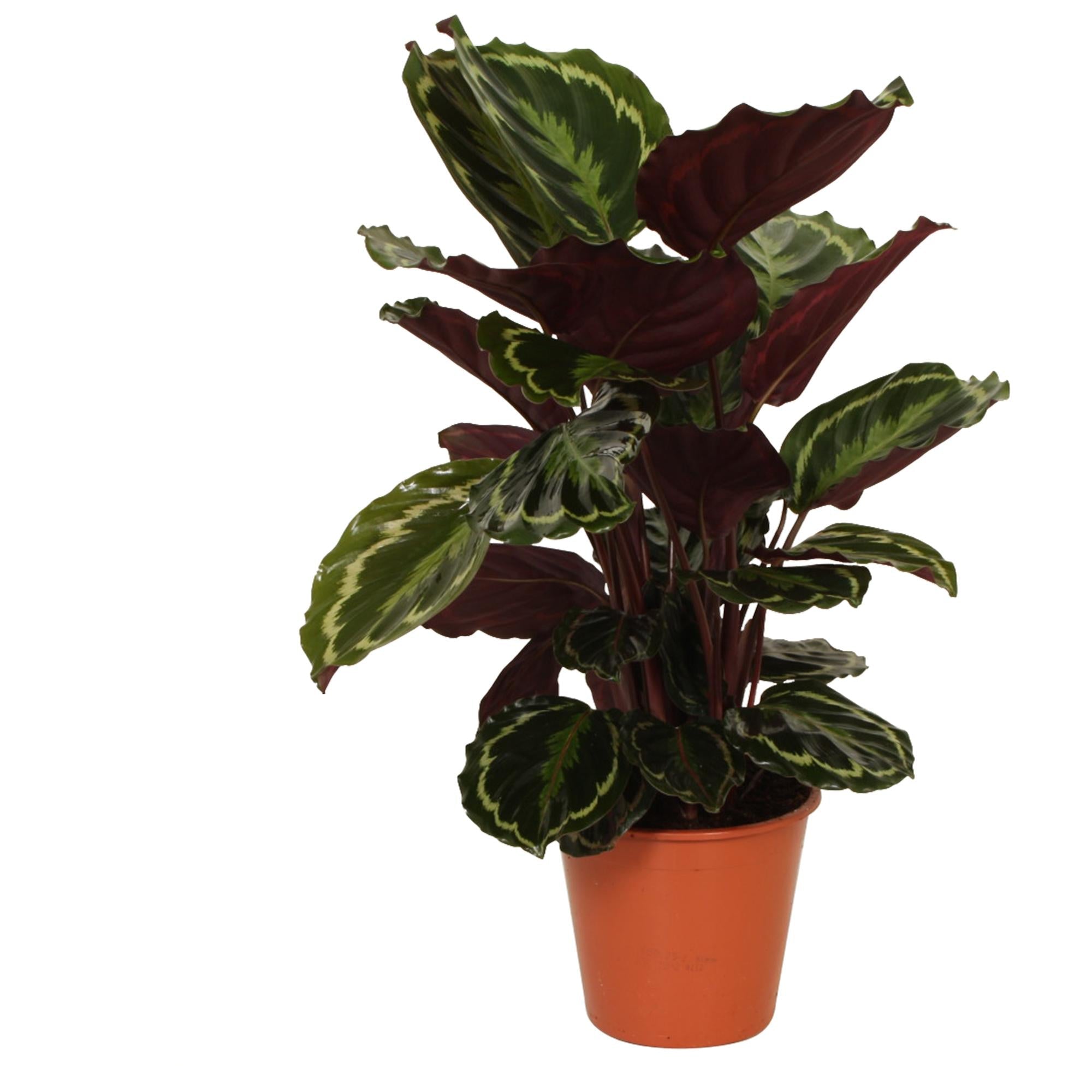Calathea ‘Medallion’ - Large