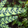 Calathea 'lancifolia Insignis' - Large