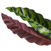 Calathea 'lancifolia Insignis' - Large