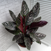 Calathea ‘Ornata’ – Groß