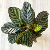 Calathea ‘Ornata’ – Groß