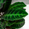 Calathea 'Warscewiczii' - Medium