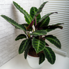 Calathea 'Warscewiczii' - Medium