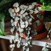 Ceropegia woodii – Mittel