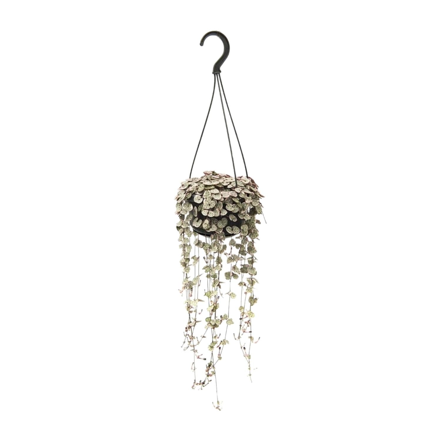 Ceropegia Woodii - Medium