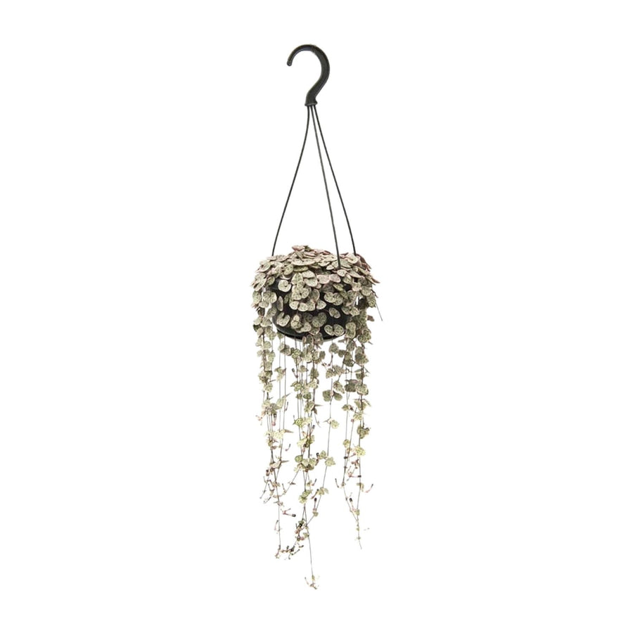 Ceropegia woodii – Mittel