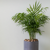 Chamaedorea Elegans (S) x 2 - Combo deal