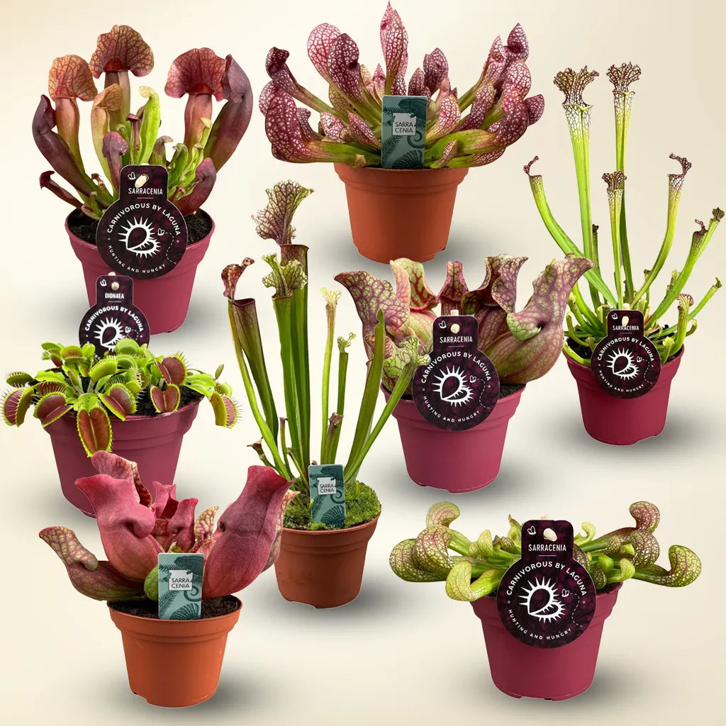 Ready-to-go plant bundles