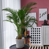 Dypsis Lutescens - Large