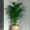 Dypsis Lutescens - Large