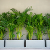 Dypsis Lutescens - Medium