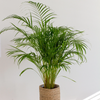 Dypsis lutescens – Klein