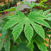 Fatsia japonica ‘Variegata’