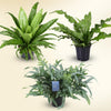Fern Sanctuary Trio — Textured Greens Set