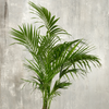 Howea forsteriana – Groß