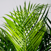 Howea forsteriana – Mittel