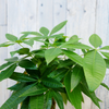 Pachira aquatica (XXL) + Dekotopf
