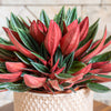 Peperomia ‘Caperata Rosso’