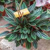 Peperomia ‘Caperata Rosso’