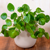 Pilea peperomioides – Mittel