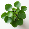 Pilea peperomioides – Mittel