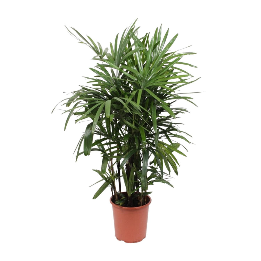 Rhapis excelsa – Groß