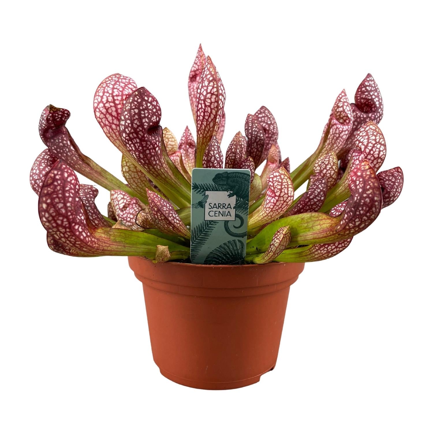 Potted plant with a label on a white background