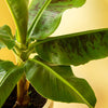 Bananenpflanze (Musa) – Mittel + Dekotopf (Blau)
