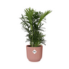 Chamaedorea Elegans + Decorative Pot